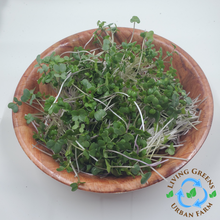 Load image into Gallery viewer, Broccoli Microgreens