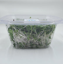 Load image into Gallery viewer, Broccoli Microgreens