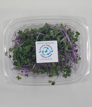 Load image into Gallery viewer, Kohlrabi Microgreens