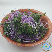 Load image into Gallery viewer, Kohlrabi Microgreens