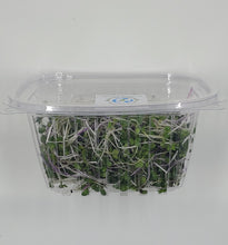 Load image into Gallery viewer, Microgreens Blend - Superfood