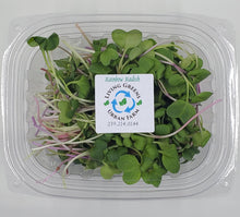 Load image into Gallery viewer, Microgreens Blend - Rainbow Radish