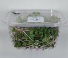 Load image into Gallery viewer, Microgreens Blend - Rainbow Radish