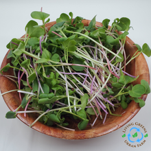Load image into Gallery viewer, Microgreens Blend - Rainbow Radish
