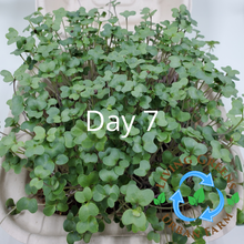 Load image into Gallery viewer, GYO: Micro Starter Kits