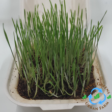 Load image into Gallery viewer, Wheatgrass Grass