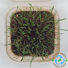 Load image into Gallery viewer, Wheatgrass Grass