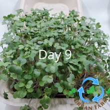 Load image into Gallery viewer, GYO: Micro Starter Kits