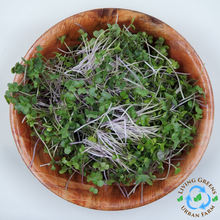 Load image into Gallery viewer, Collard Microgreens