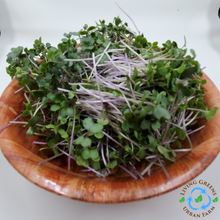Load image into Gallery viewer, Collard Microgreens