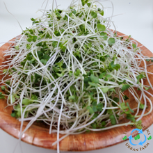 Load image into Gallery viewer, Turnip Microgreens