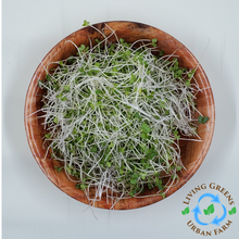 Load image into Gallery viewer, Turnip Microgreens