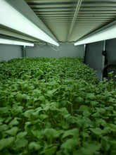 Load image into Gallery viewer, Broccoli Microgreens