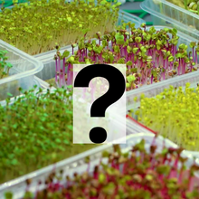 Load image into Gallery viewer, GYO: Microgreens Subscription