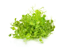 Load image into Gallery viewer, Pea Shoots Microgreens