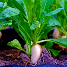Load image into Gallery viewer, GYO: Microgreens Subscription