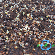 Load image into Gallery viewer, GYO: Micro Starter Kits