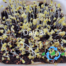 Load image into Gallery viewer, GYO: Micro Starter Kits
