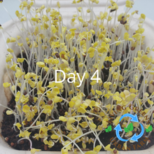 Load image into Gallery viewer, GYO: Micro Starter Kits