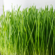 Load image into Gallery viewer, GYO: Microgreens Subscription
