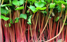 Load image into Gallery viewer, China Rose Radish Microgreens