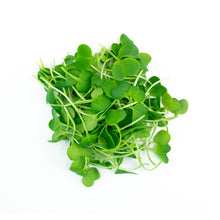 Load image into Gallery viewer, Daikon Radish Microgreens