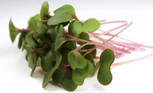Load image into Gallery viewer, Red Cabbage Microgreens