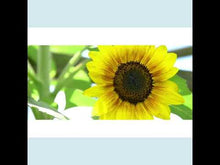 Load and play video in Gallery viewer, Sunflower Microgreens
