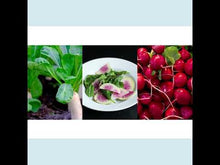 Load and play video in Gallery viewer, Microgreens Blend - Rainbow Radish