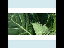 Load and play video in Gallery viewer, Collard Microgreens