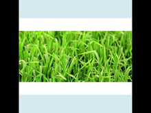 Load and play video in Gallery viewer, Wheatgrass Grass
