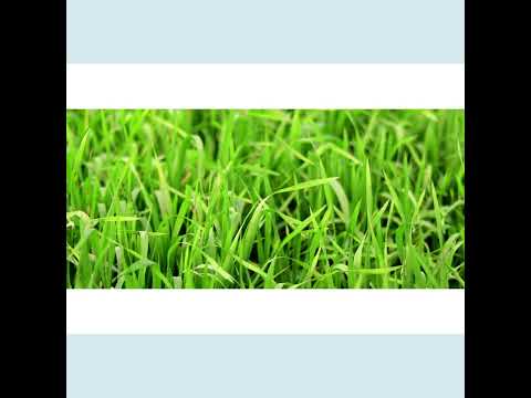 Wheatgrass Grass