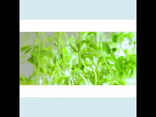 Load and play video in Gallery viewer, Pea Shoots Microgreens