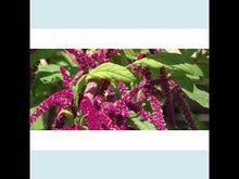 Load and play video in Gallery viewer, Red Amaranth Microgreens