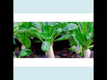 Load and play video in Gallery viewer, Daikon Radish Microgreens