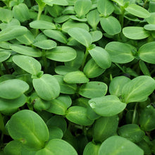 Load image into Gallery viewer, Sunflower Microgreens