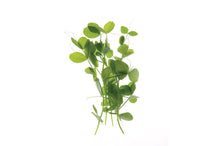 Load image into Gallery viewer, Pea Shoots Microgreens