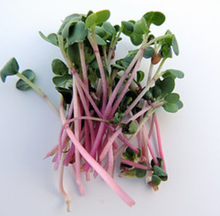 Load image into Gallery viewer, Purple Triton Radish Microgreens