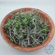 Load image into Gallery viewer, Microgreens Blend - Superfood

