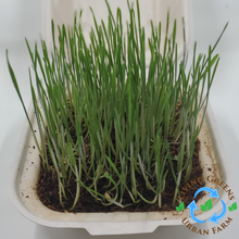 Load image into Gallery viewer, Wheatgrass Grass
