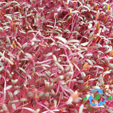 Load image into Gallery viewer, Red Amaranth Microgreens
