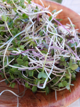 Load image into Gallery viewer, Microgreens Blend - Happy Family
