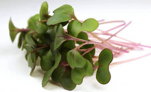 Load image into Gallery viewer, Red Cabbage Microgreens
