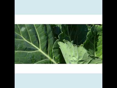 Fresh Organic Collard Greens Local Farm Produced Stock Photo - Image of  diet, cooking: 214126068