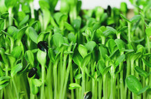 Load image into Gallery viewer, Sunflower Microgreens
